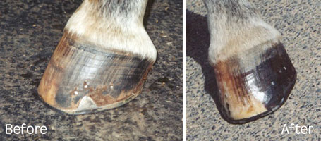 hoof before and after gelatine