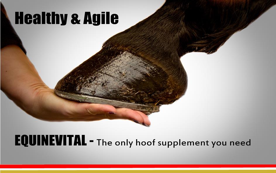 Gelatin for Horses - Hoof repair - Healthy and Agile